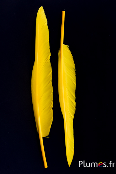 Cygne lame - 28-33 cm - jaune